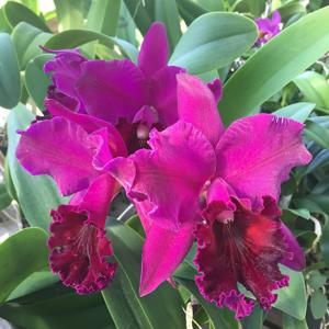 Rhyncholaeliocattleya Edisto