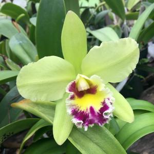 Rhyncholaeliocattleya Erin Kobayashi