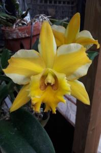 Rhyncholaeliocattleya Majestic Light