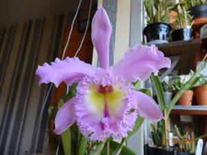 Rhyncholaeliocattleya Madame Charles Maron