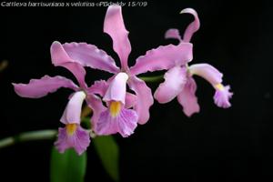 Cattleya harrisoniana-velutina