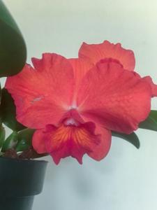 Rhyncholaeliocattleya Circle of Nine