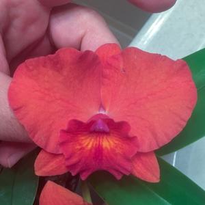 Rhyncholaeliocattleya Circle of Nine