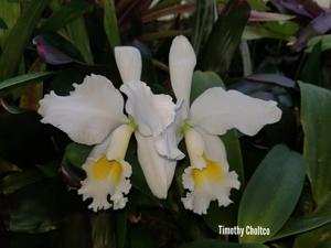 Cattleya Froth