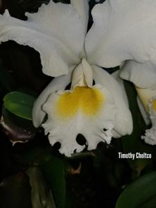 Cattleya Froth