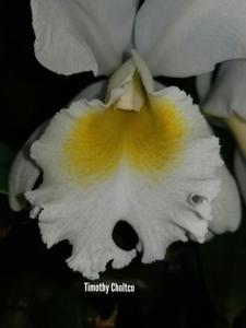 Cattleya Froth