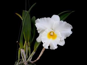 Rhyncholaeliocattleya Petch Sayam