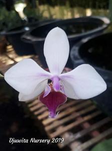Phalaenopsis intermedia