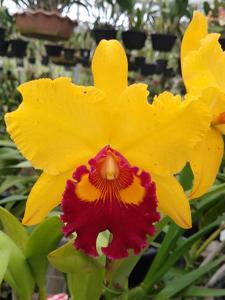 Rhyncholaeliocattleya Mirian Suzuki