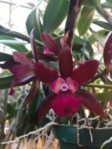 Cattlianthe Netrasiri Fireball