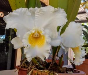 Cattleya Ave Maria
