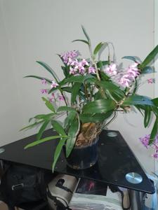 Dendrobium Zoom