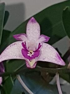 Dendrobium Zoom