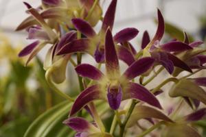 Dendrobium Trahair