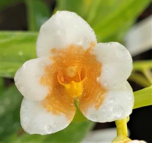 Sarcochilus Iris