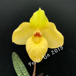 <i>Paphiopedilum</i> Latoya
