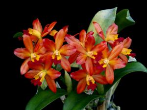 Cattlianthe Ploenpit Fantasy