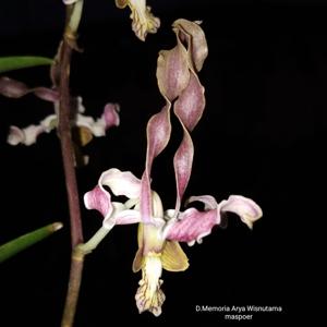 Dendrobium Memoria Arya Wisnutama