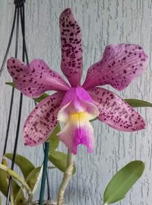 Cattleya Brabantiae