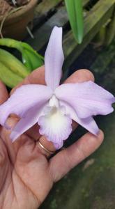 Cattleya fidelensis