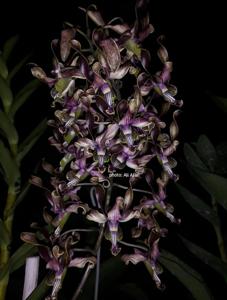 Dendrobium Cettar