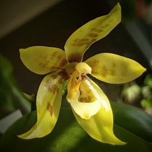 Phalaenopsis Micaels Pantheritz