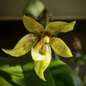 Phalaenopsis Micaels Pantheritz