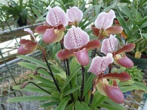 Paphiopedilum Raingreen's Doll