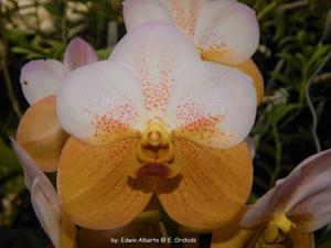 Vanda Perla del Caribe