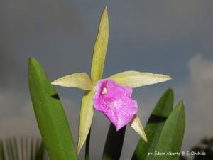 Brassocattleya Kosh Wallis