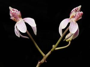 Phalaenopsis Donna's Delight