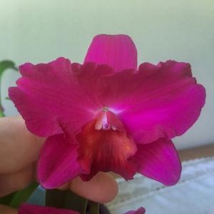 Rhyncholaeliocattleya Ramon De Los Santos