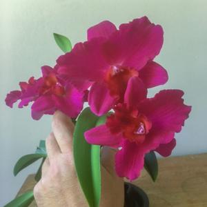 Rhyncholaeliocattleya Ramon De Los Santos