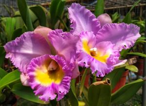 Rhyncholaeliocattleya Momilani Jewel