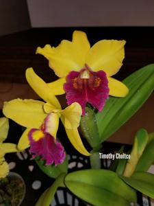 Rhyncholaeliocattleya Color Magic