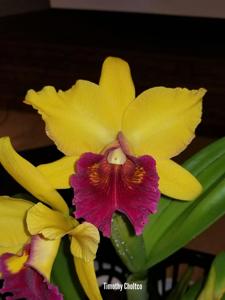 Rhyncholaeliocattleya Color Magic