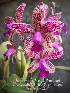 Cattleya Corinne's Spotted SunCoast