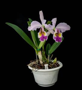 Cattleya Lord Rothschild