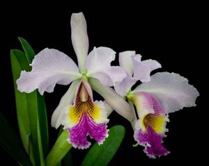 Cattleya Lord Rothschild