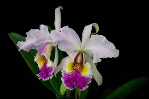 Cattleya Lord Rothschild