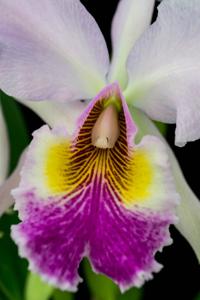 Cattleya Lord Rothschild