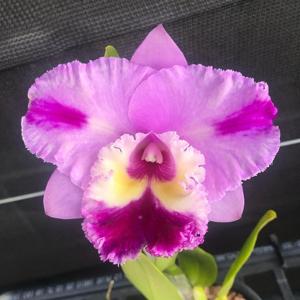 <i>Rhyncholaeliocattleya</i> Sunnyview Bells Beauty