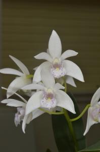 Dendrobium Aussie Joy