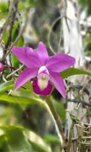 Cattleya Classic