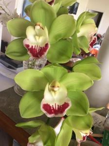 Cymbidium Valley Zenith