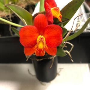 Cattleya Chief Gem