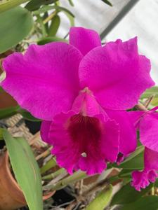 Cattleya Bethune