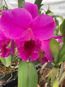 Cattleya Bethune