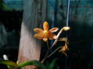Vandaenopsis Kasorn Orange Stripes
