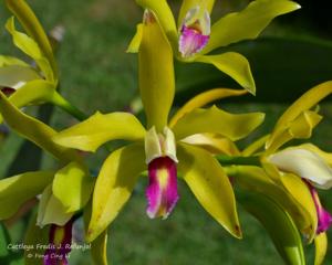 Cattleya Fredis J. Refunjol